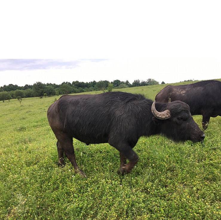 Буйволи потягнуть рік Бика