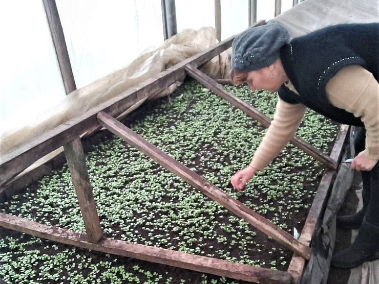 Екзотичні сорти капусти посувають традиційну білокачанну