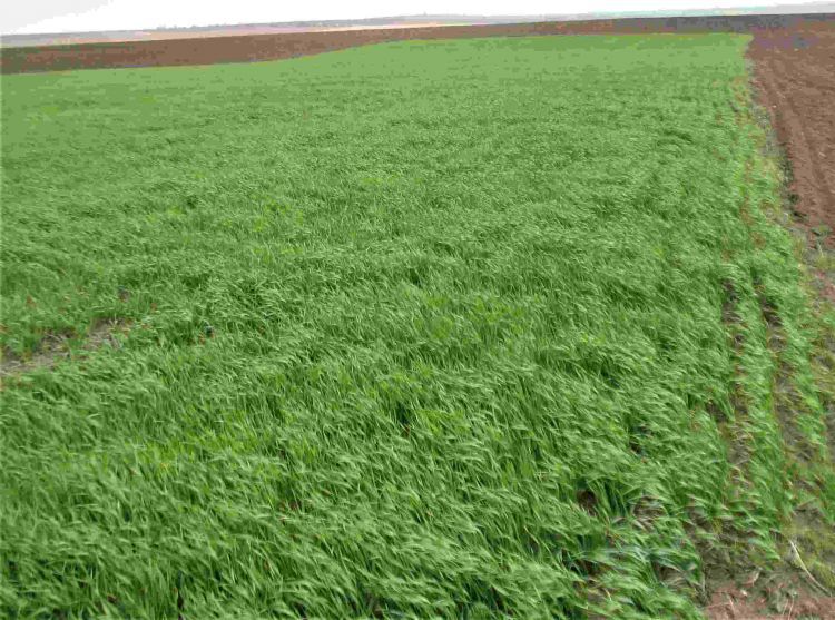 На Івано-Франківщині брак пального дещо пригальмував польові роботи